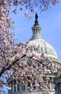 Cherry Blossums and the Capital Dome